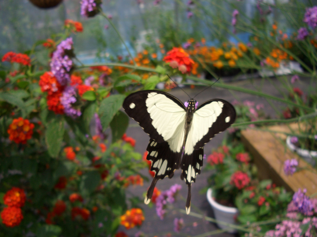 Newport Butterfly Zoo-Tiverton必去景点