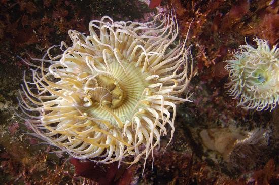 蒙特利湾水族馆-蒙特雷必去景点