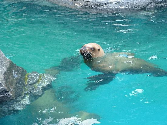 Mystic Aquarium-神秘河必去景点