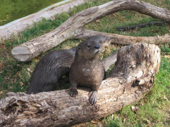 凤凰城动物园-凤凰城必去景点