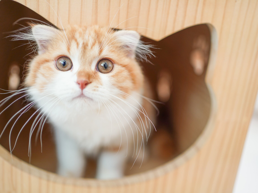 Cat Café Moff Iias Okinawa Toyosaki-丰见城市必去景点