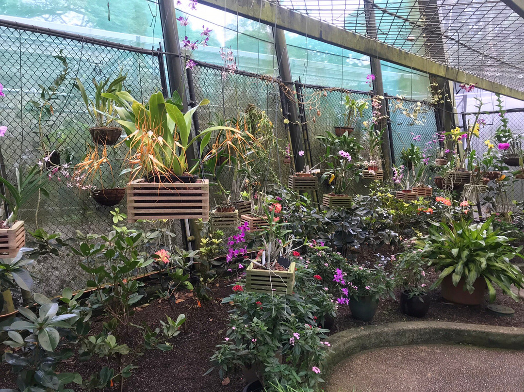 Cairns Botanical Gardens-凯恩斯地区必去景点