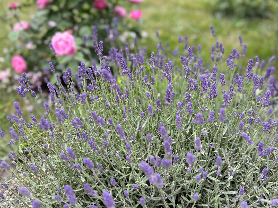 Aleksandria Guest House主图