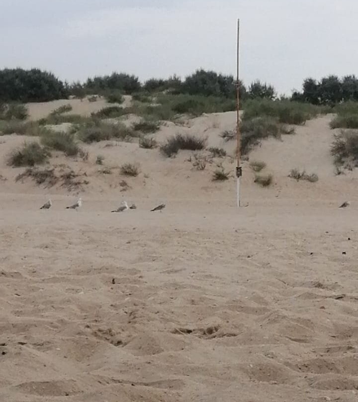 Vityazevo Beach景点图片