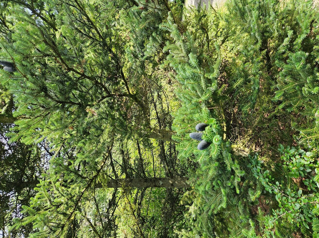 Arboretum Wirty景点图片