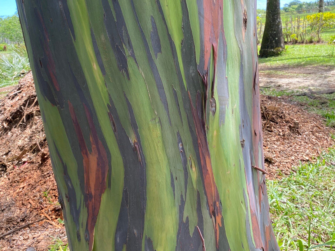 Kauai Koa Farm-普林斯维尔必去景点