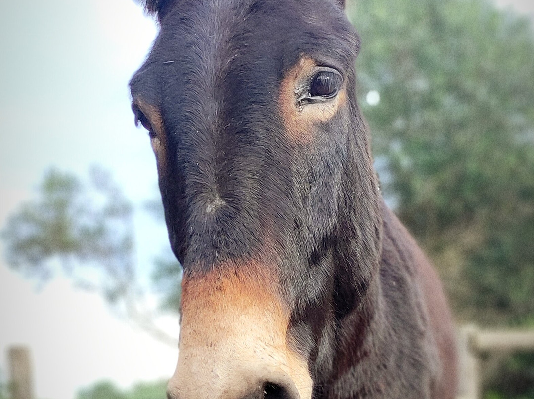 Trebaluger Equine Rescue Centre景点图片