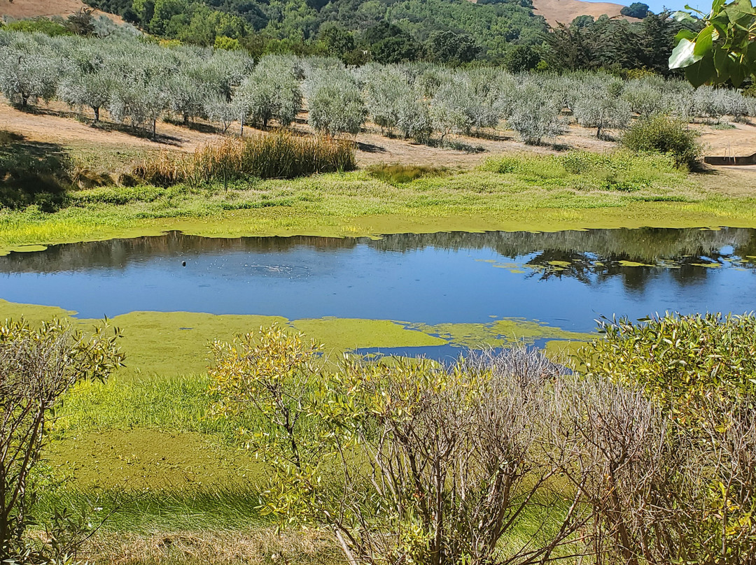 McEvoy Ranch景点图片