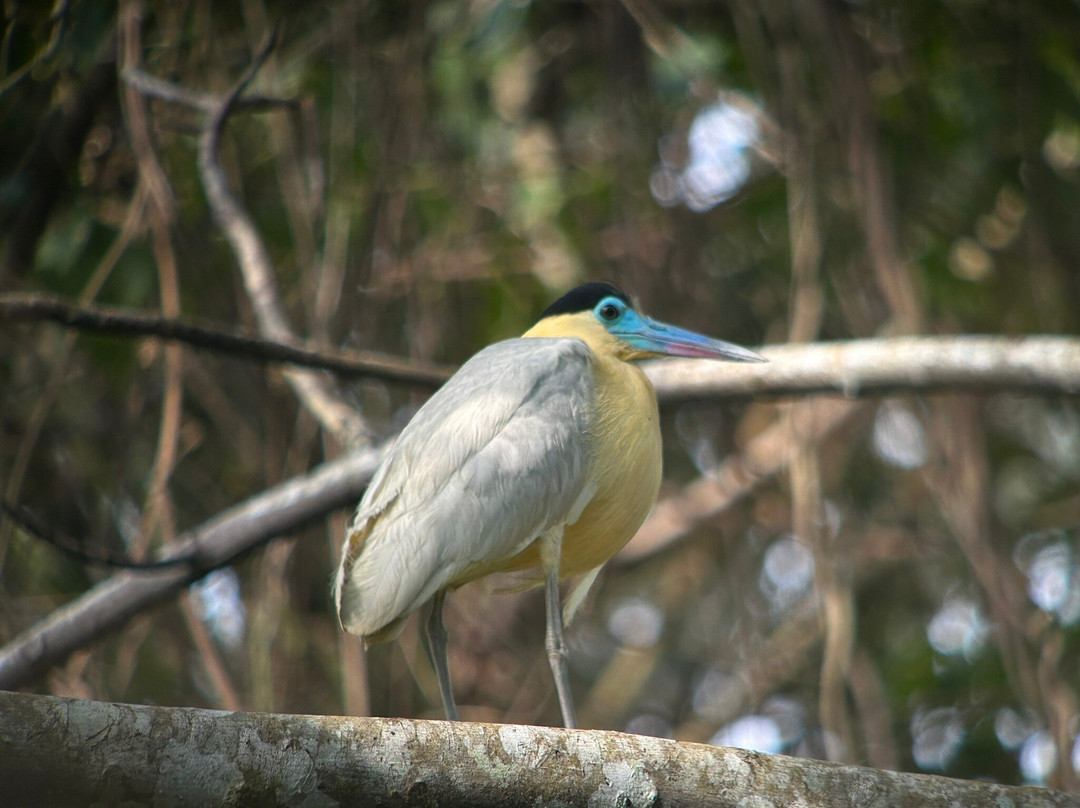 Peru Amazon Expeditions景点图片