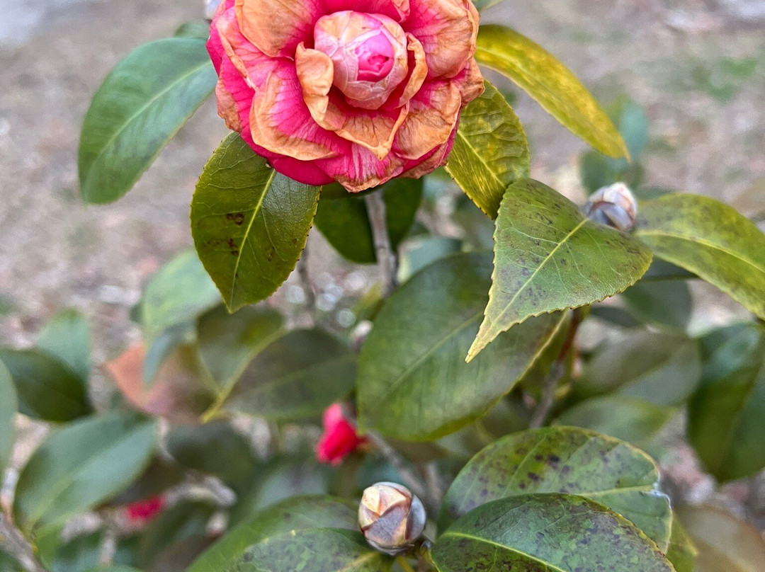 Shannon Scott Tours-萨凡纳必去景点