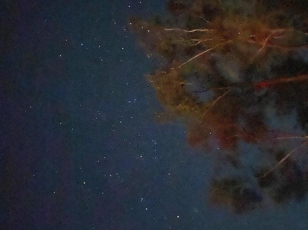 Mulligans Flat Woodland Sanctuary景点图片