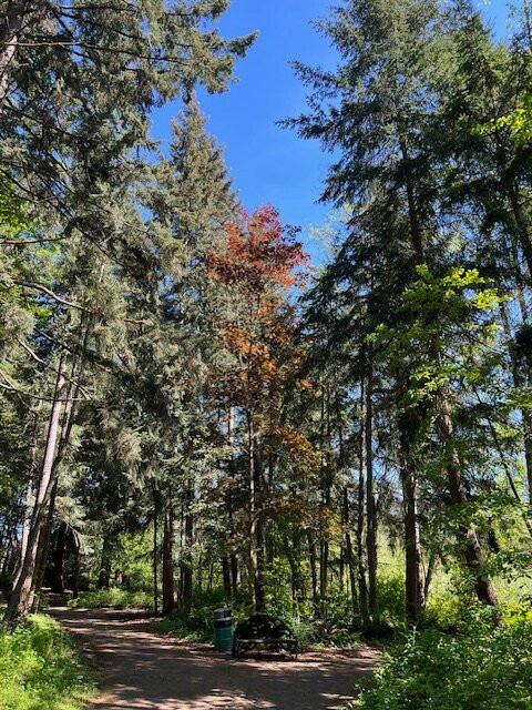 Scriber Lake Park-林伍德必去景点