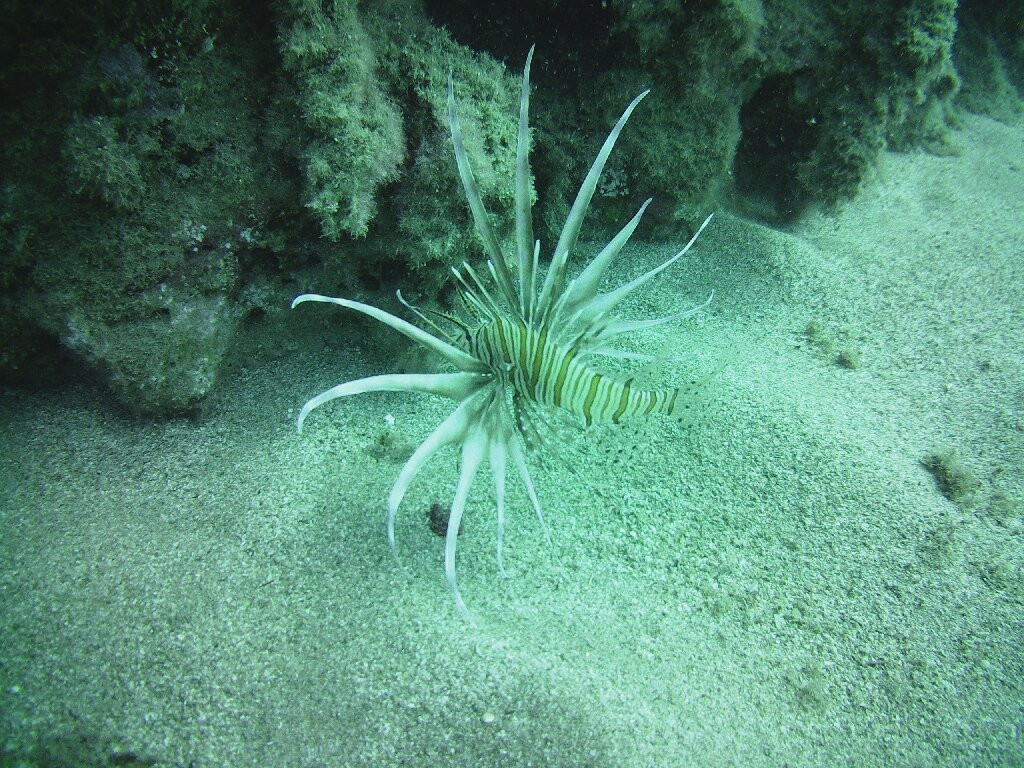 Divepoint景点图片