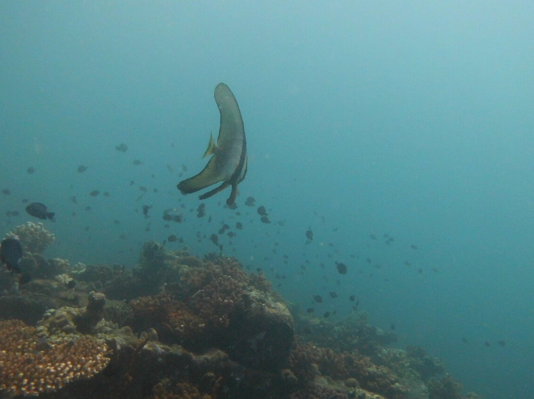 巴厘岛阿尔巴潜水度假村别墅主图
