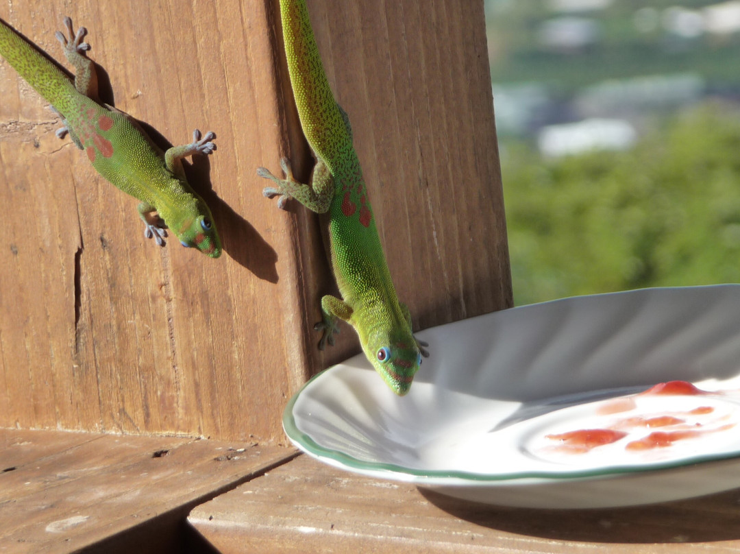 贝尔奴考纳旅社主图