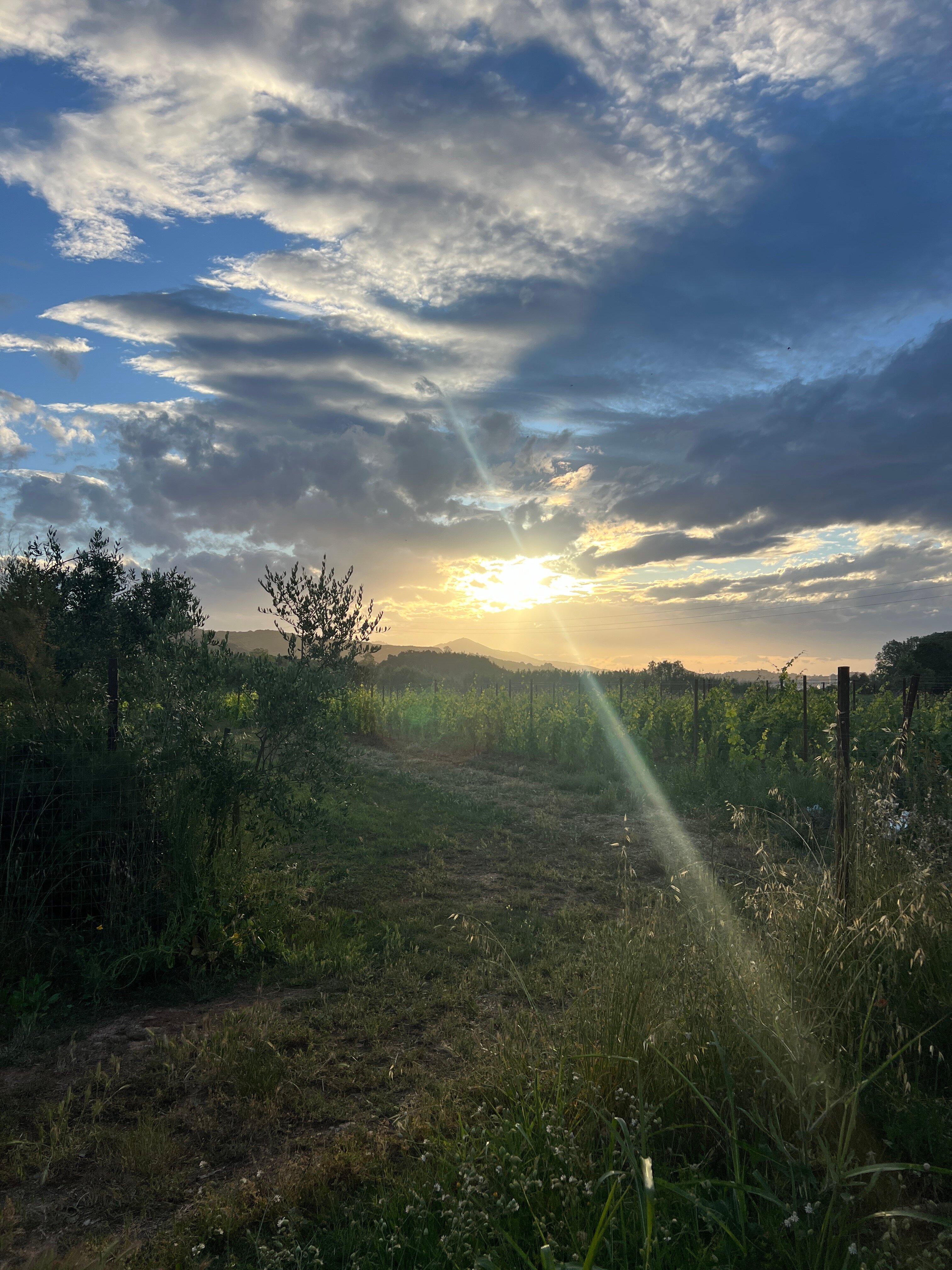 Hotel Tirrena Country & Bike Hotel-酒店景观