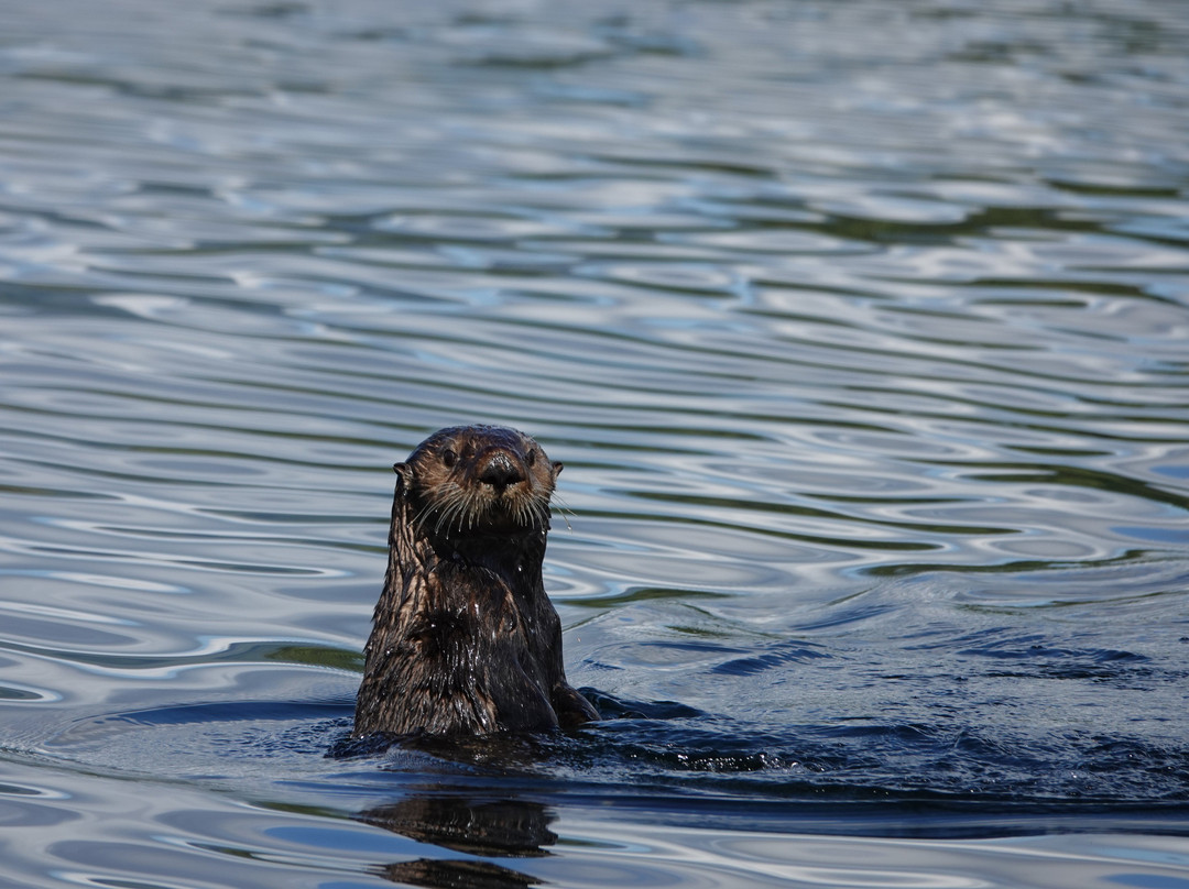 Sea Otter Eco Tours景点图片