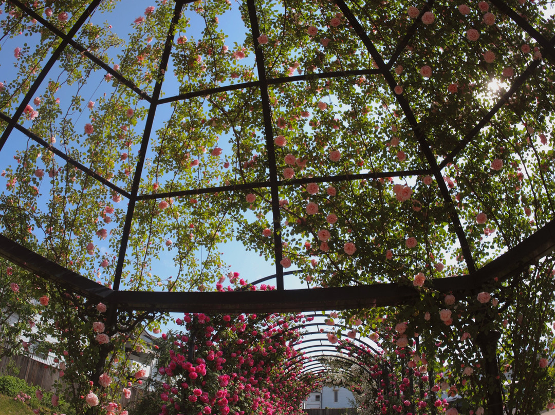 Ippongi Park-中野市必去景点