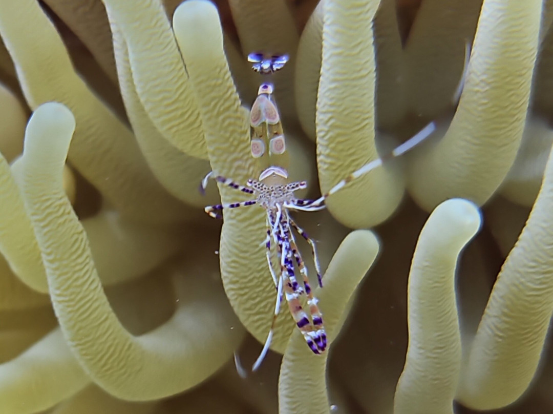 B Diving & Watersports-威廉斯塔德必去景点