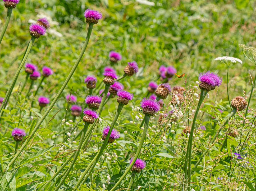 Alpenhotel zur Wildi主图