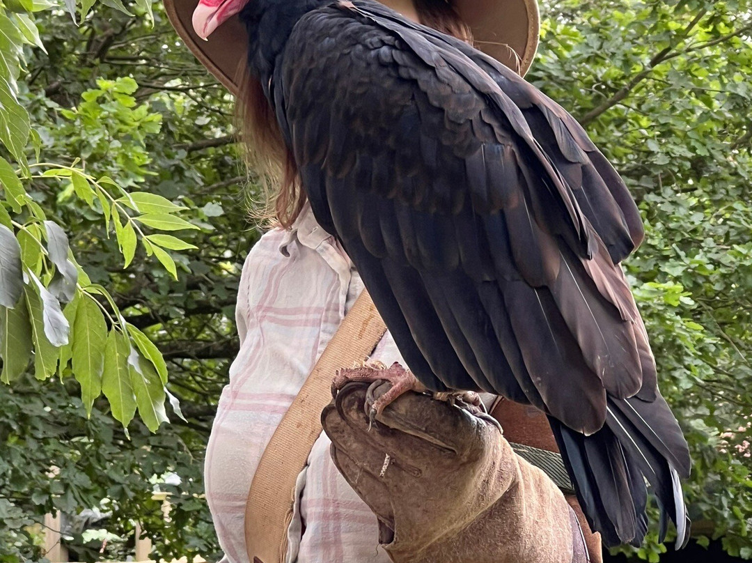 Hawk on the Wild Side景点图片