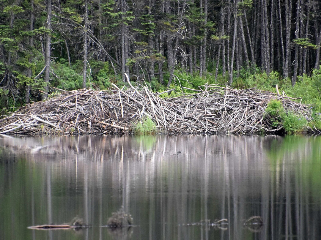 Terra Nova National Park景点图片