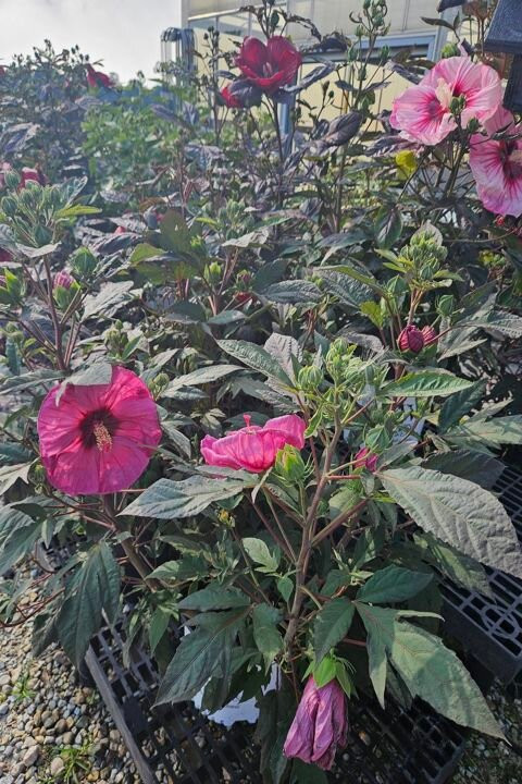 Gatewood Vegetable Farm & Greenhouses, Inc.景点图片