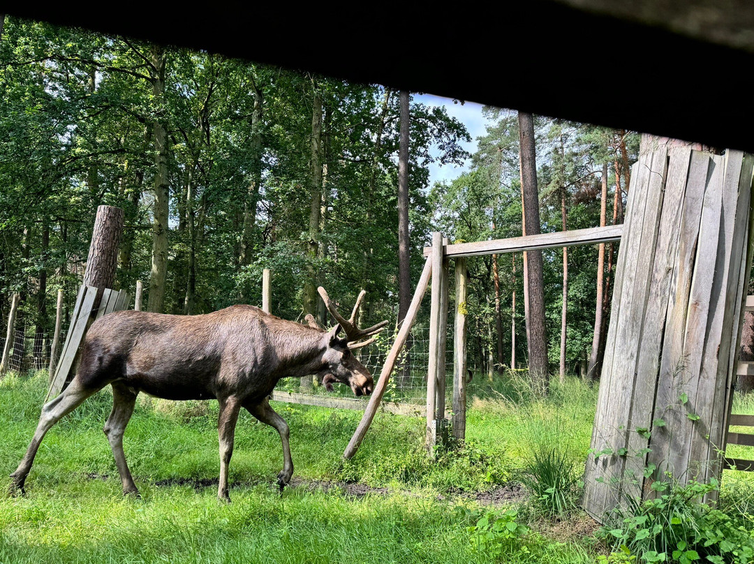 Wildpark Alte Fasanerie Klein-Auheim景点图片