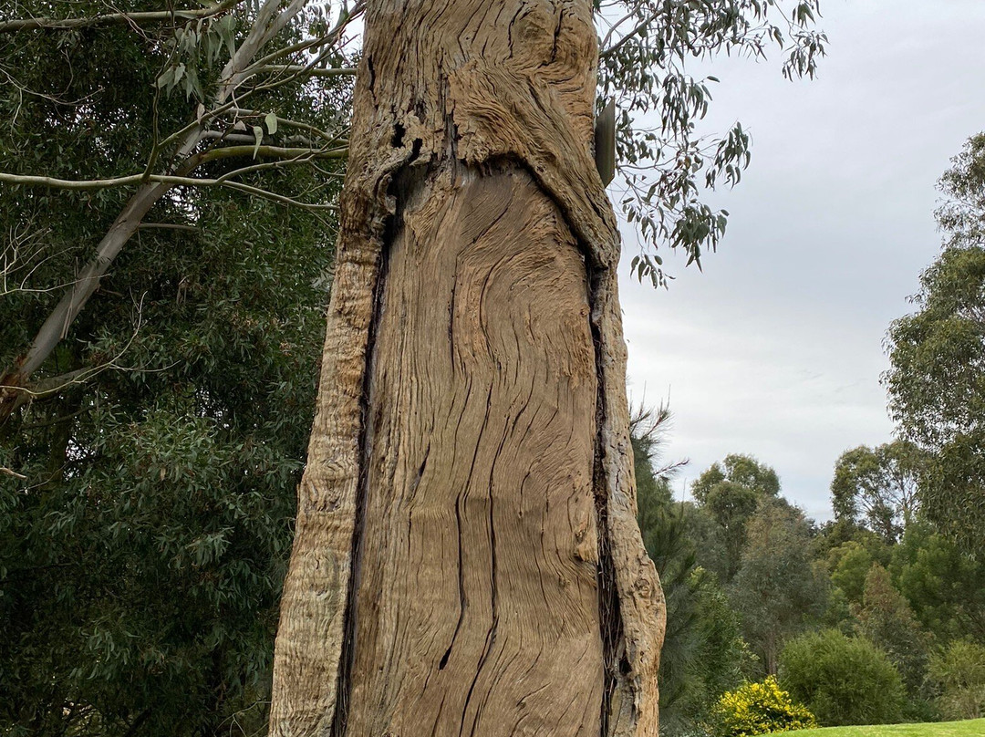 Aboriginal Scarred Tree-Stratford必去景点