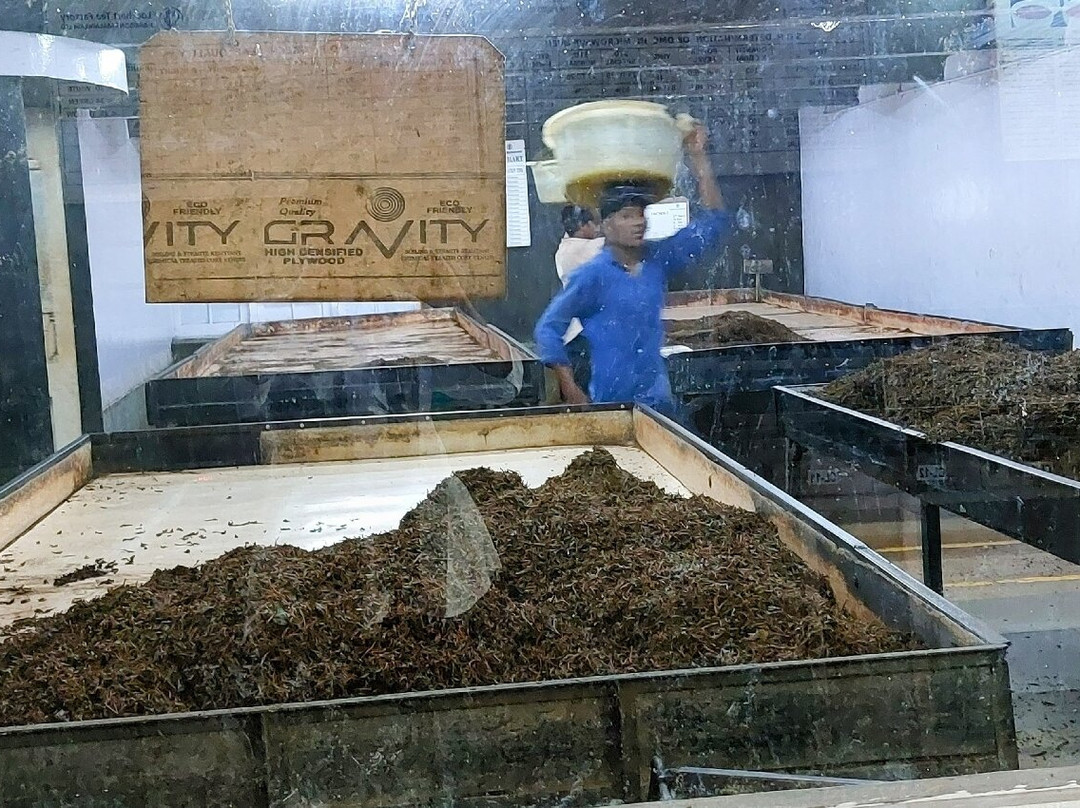 Lockhart Tea Tourism-Devikulam必去景点