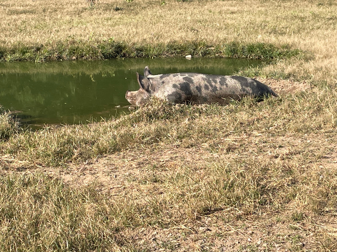 Woodstock Farm Sanctuary景点图片