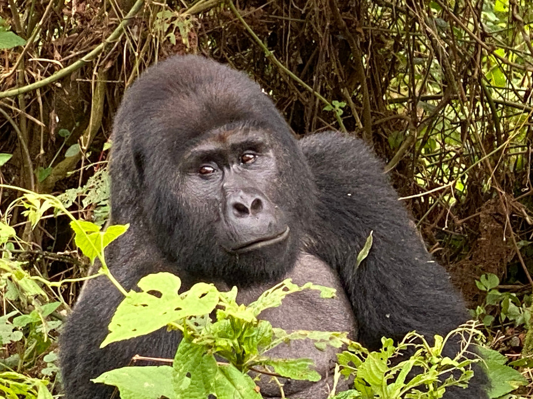 Kabiza Wilderness Safaris-坎帕拉必去景点