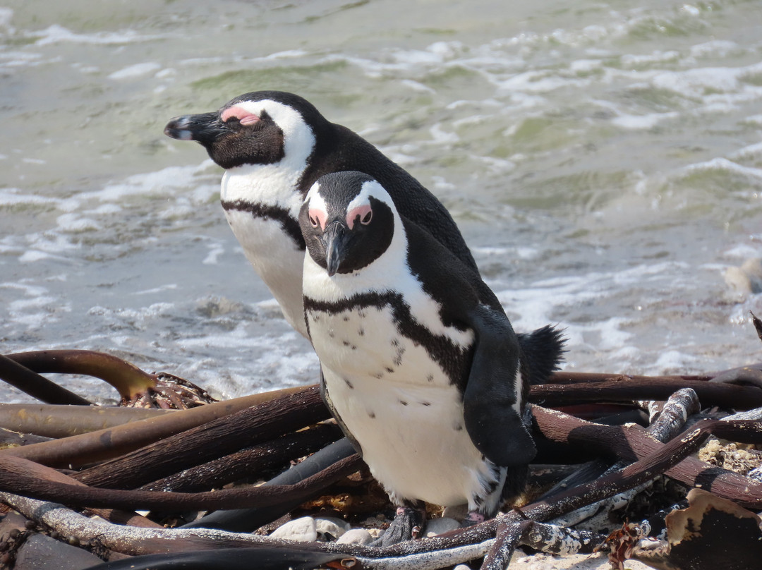 Betty's Bay Main Beach-Betty's Bay必去景点