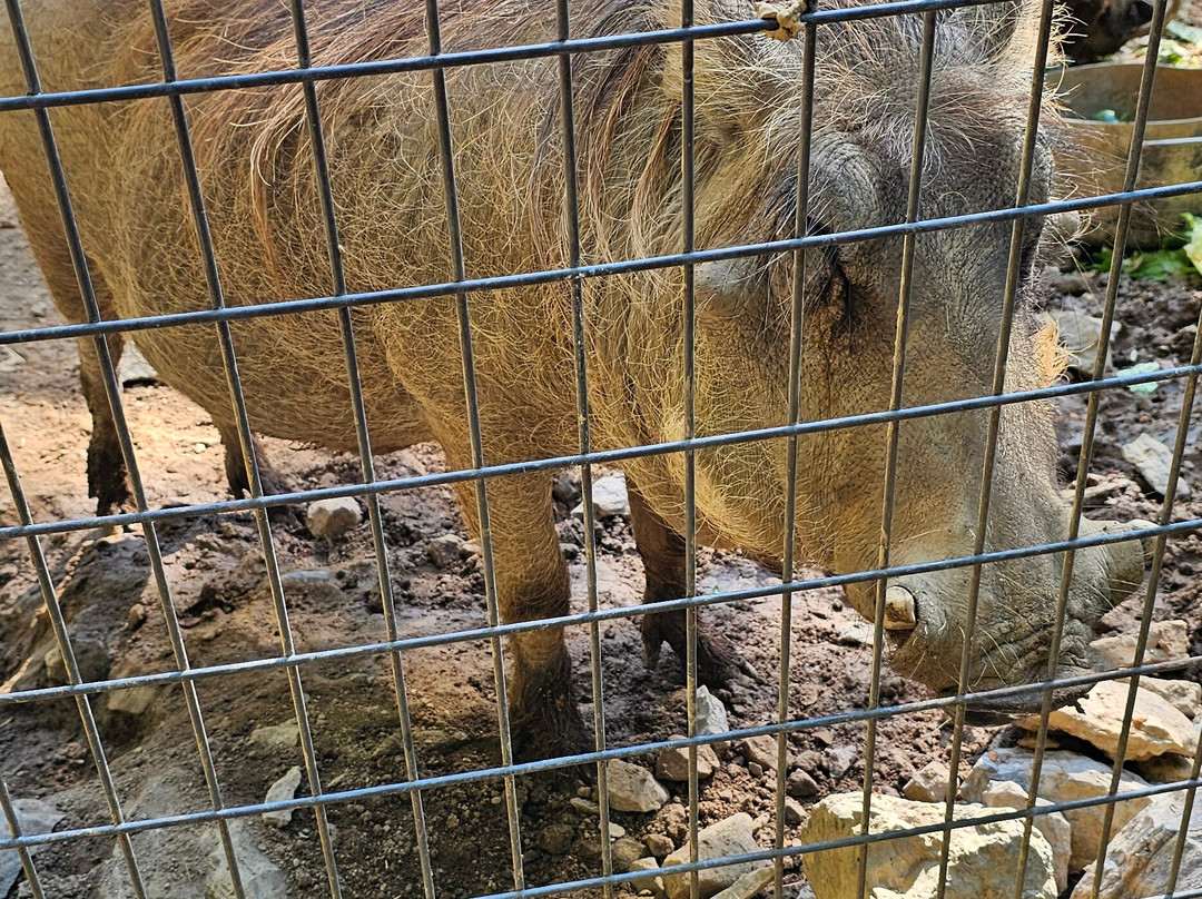 Creation Kingdom Zoo-Gate City必去景点