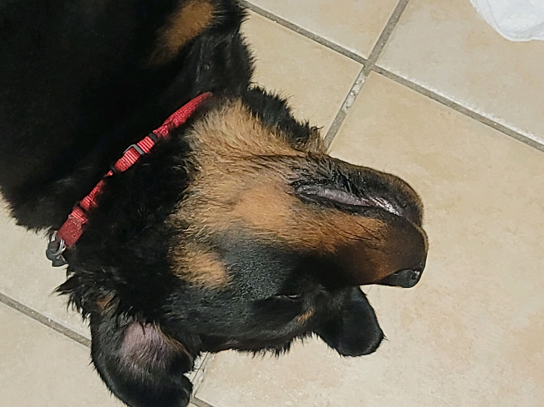 Microtel Inn & Suites by Wyndham Houma主图