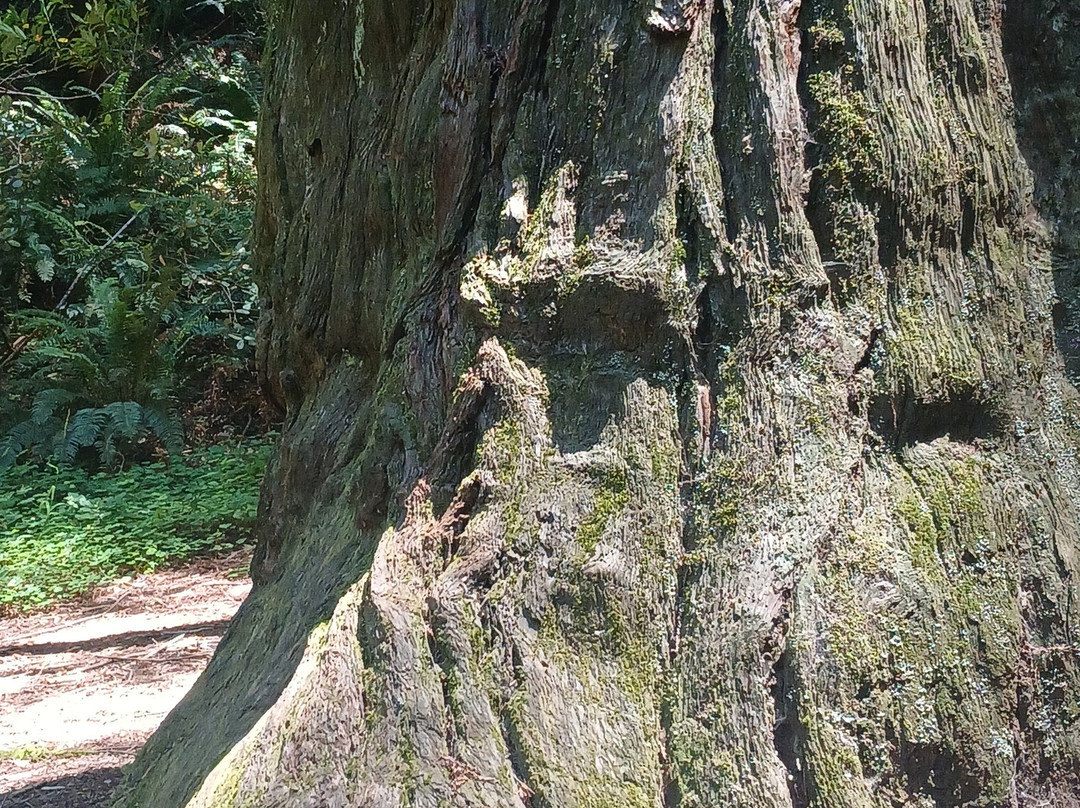 Founders Grove景点图片