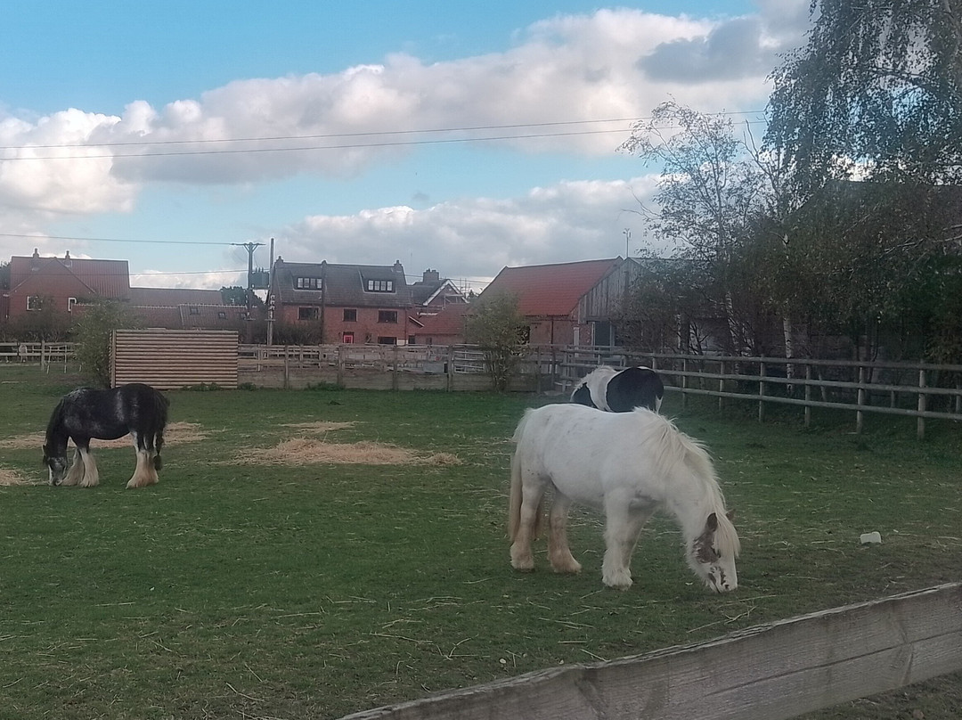 Bransby Horses-Bransby必去景点