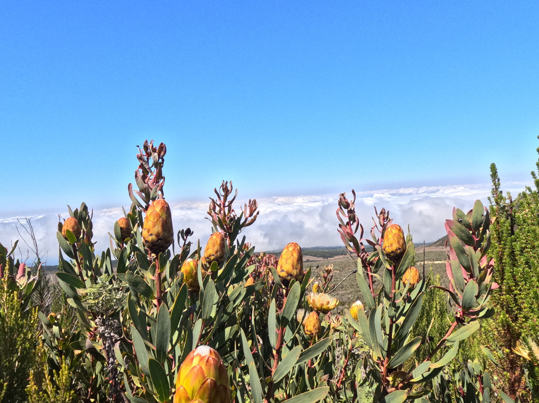 Moja Africa Experience-莫西必去景点