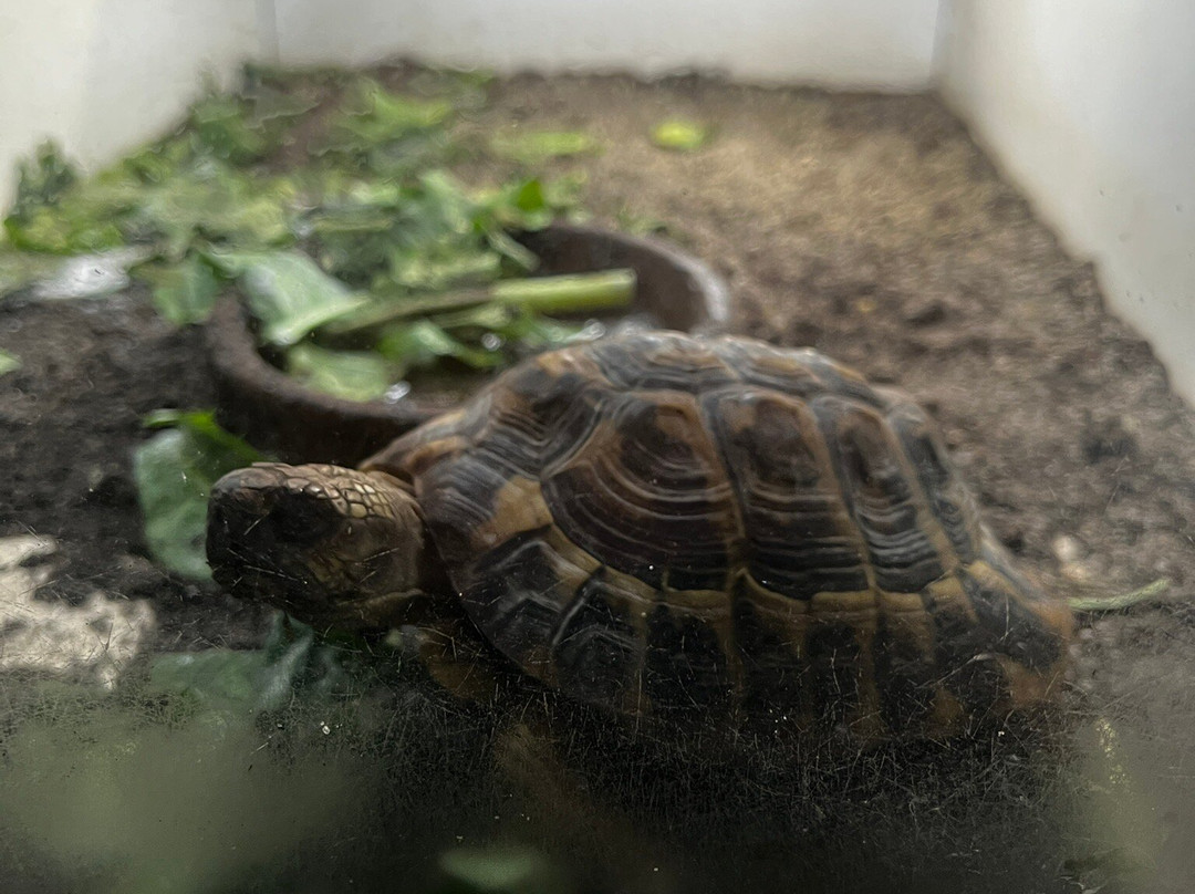 Alligator Bay景点图片
