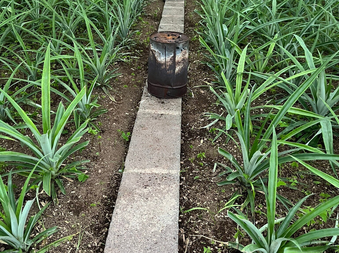 Arruda Pineapple Plantation-蓬塔德尔加达必去景点