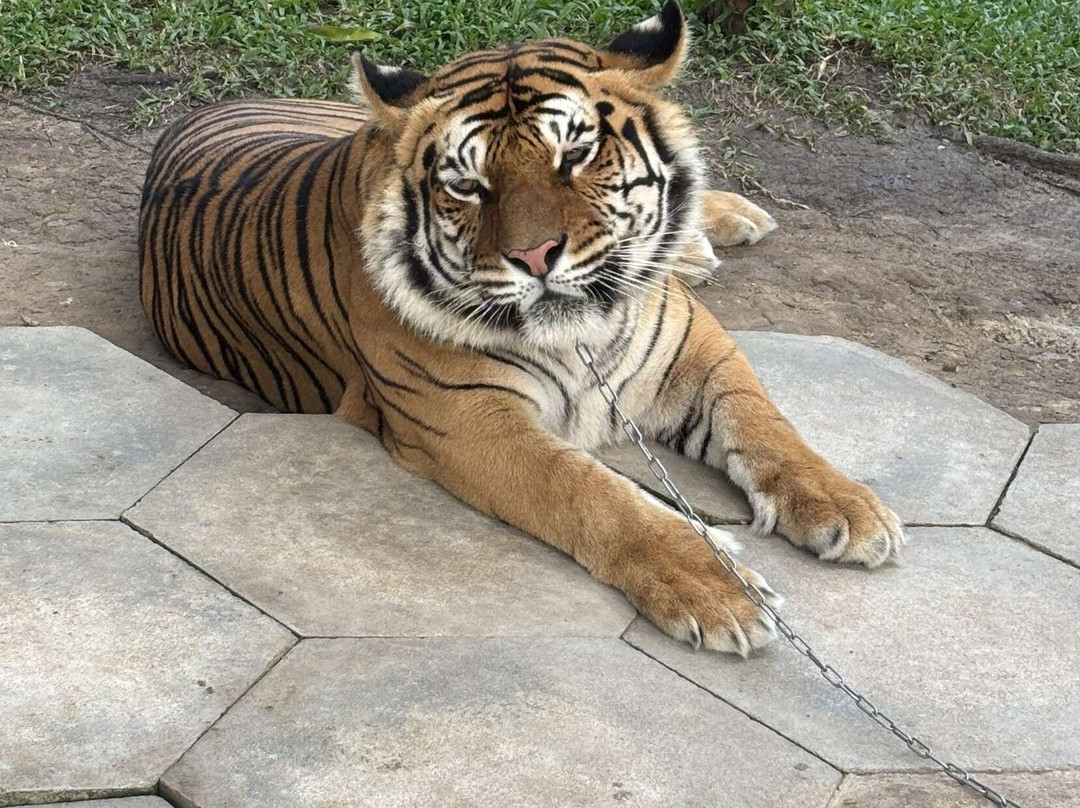 Tiger World Thailand-丹能沙都必去景点