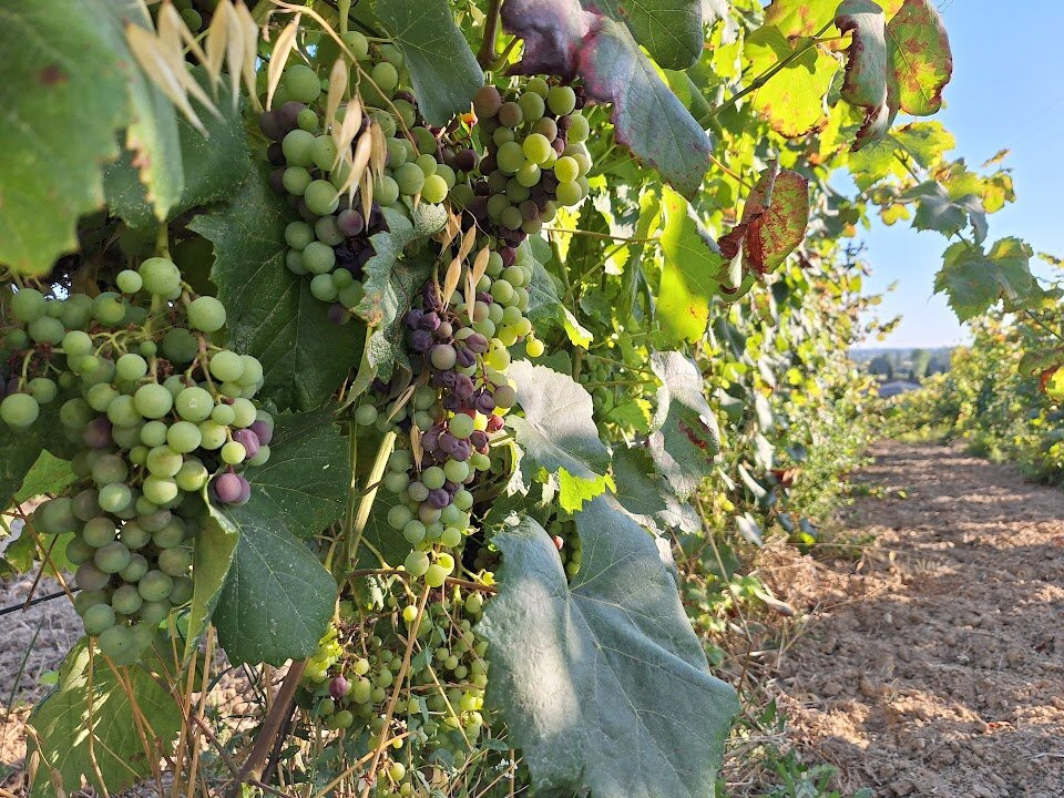 Musignano Agriturismo主图