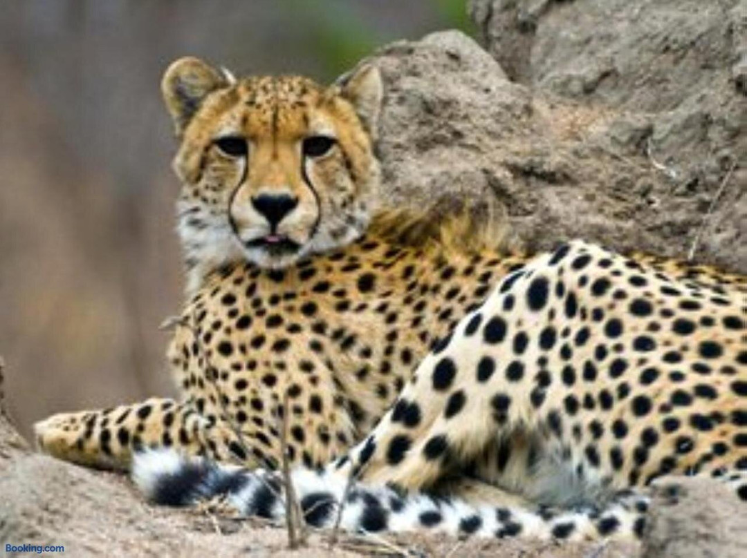 Bushlink Safaris, Lower Sabie Rest Camp