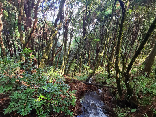 Just Madeira 4x4-沙尔必去景点