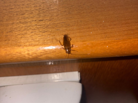 新堡雷恩旅馆主图