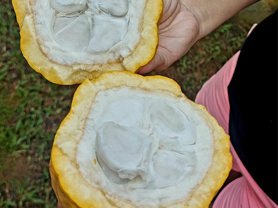 La Iguana Chocolate景点图片