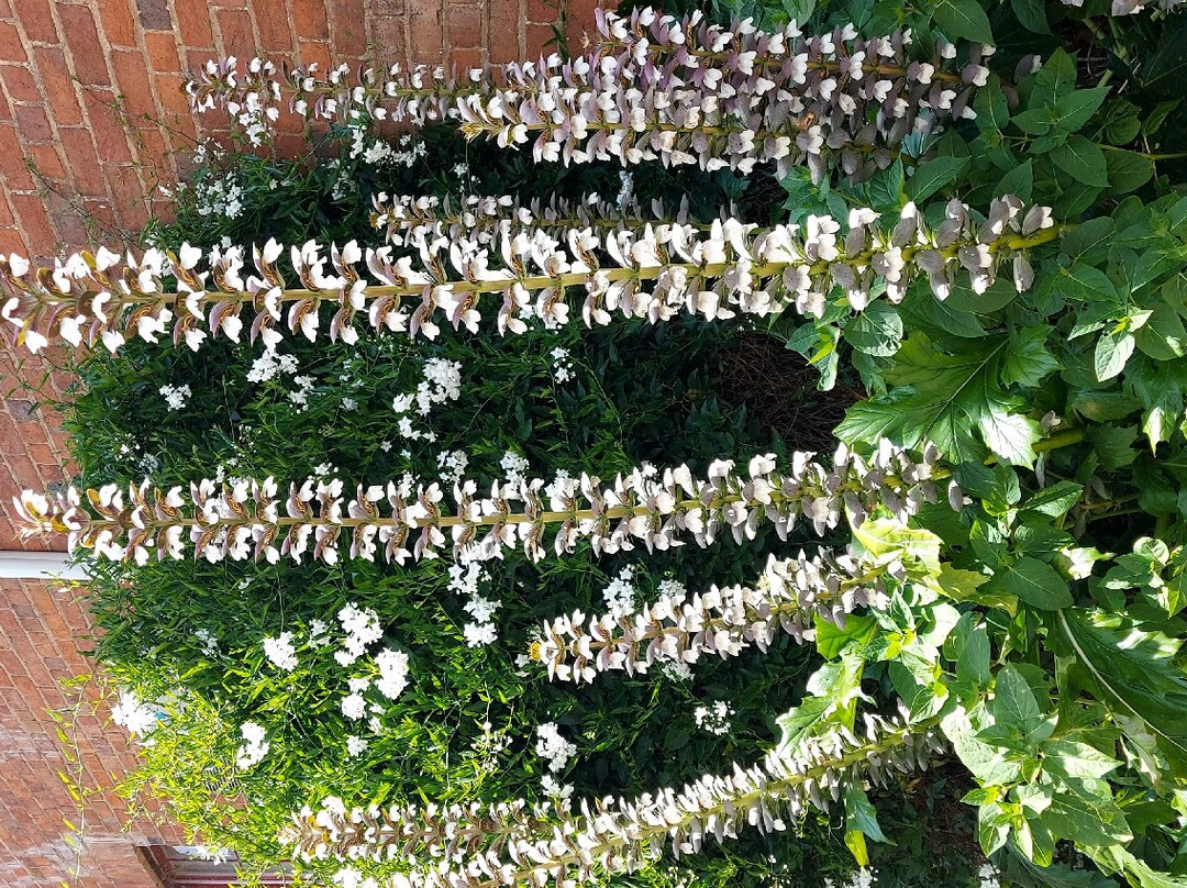 Carcoar Royal Hotel主图