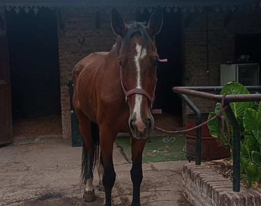 Hípico Don Sixto-Zelaya必去景点