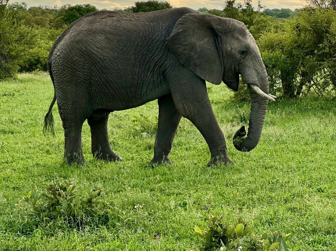 Sabi Sand Nature Reserve-沙比必去景点