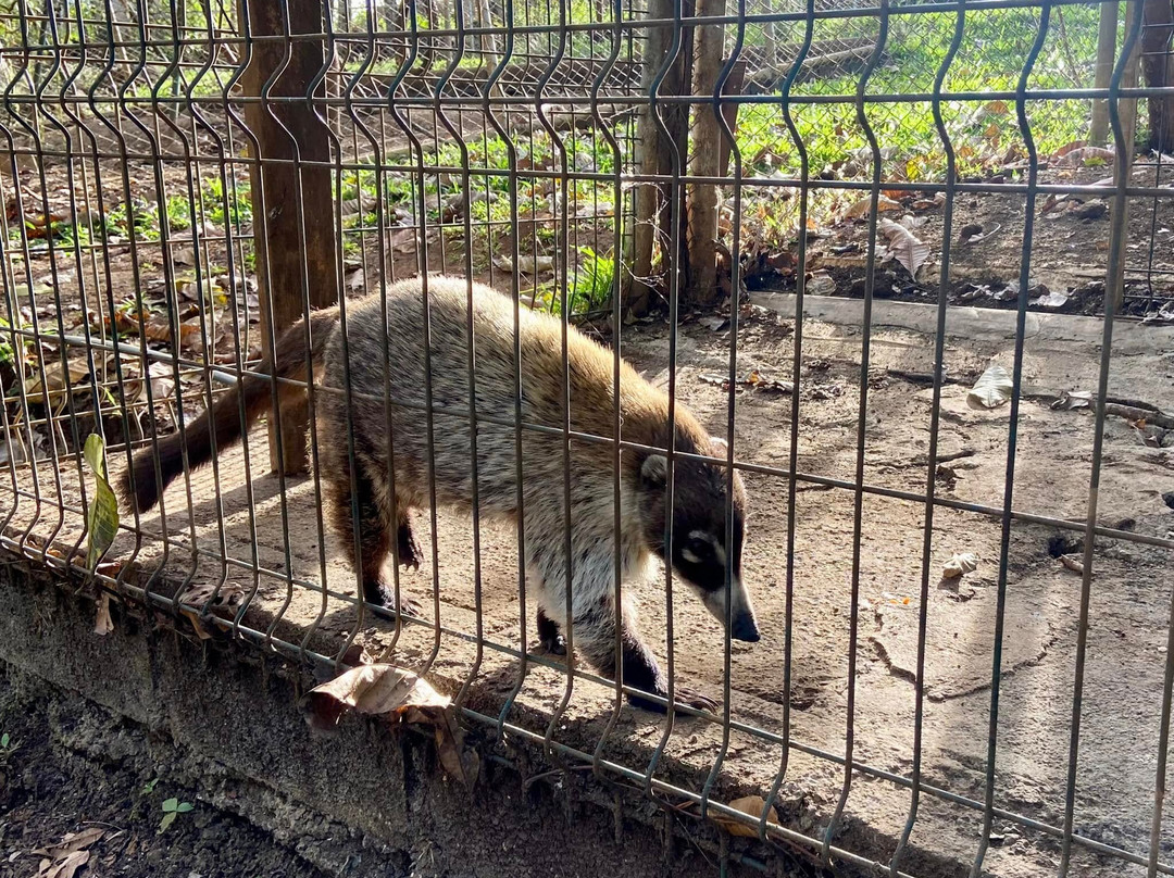 Rescue Center Costa Rica-阿拉辉拉必去景点